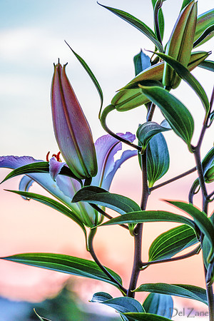 07-22 Lillies Tiffs--6