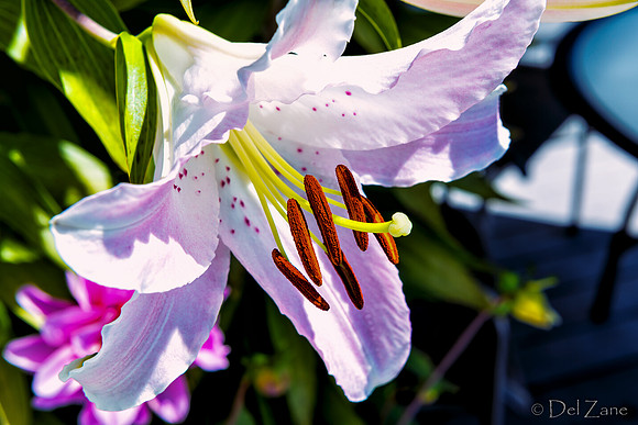 07-19 High Noon Blooms TIFFs--2