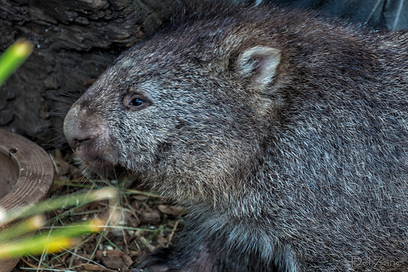 Bonorong Animals--21