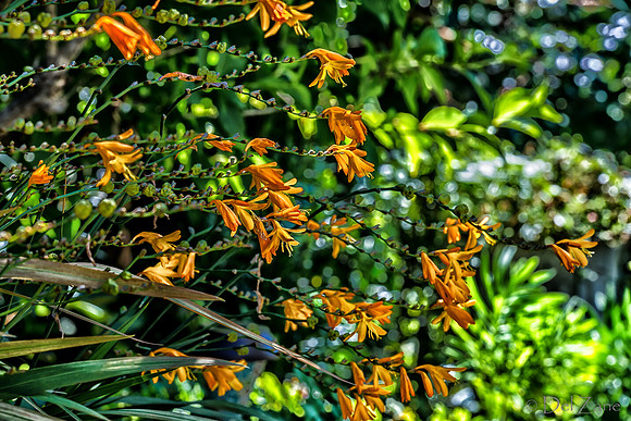 09-12 Shadra's Fall Garden Stroll--55