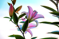 Sneaking Up on Lilies