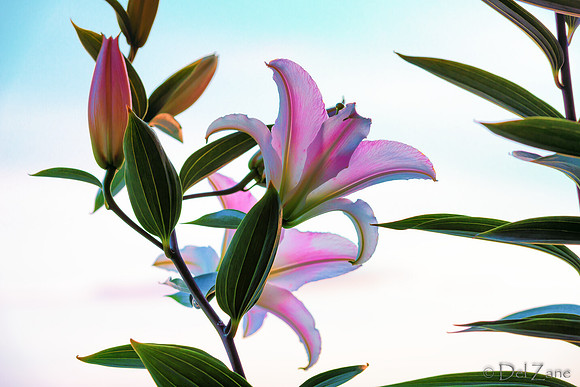 07-22 Lillies Tiffs-