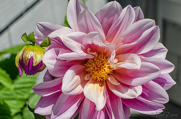 07-13 Dahlias Etc--4