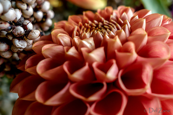 09-21 Bouquet Bokeh--9