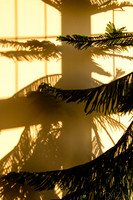 07-14 Tree Shadows-1