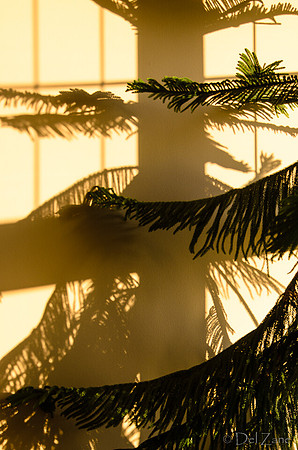 07-14 Tree Shadows-1