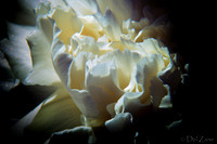 05-03 Macro All 28-300mm D600 Bouquet--18