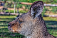 Bonorong Animals--2