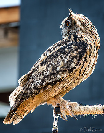 07-20 Owl--8