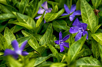 04-28 Macro 36mm 28-300mm D600 Flowers--11