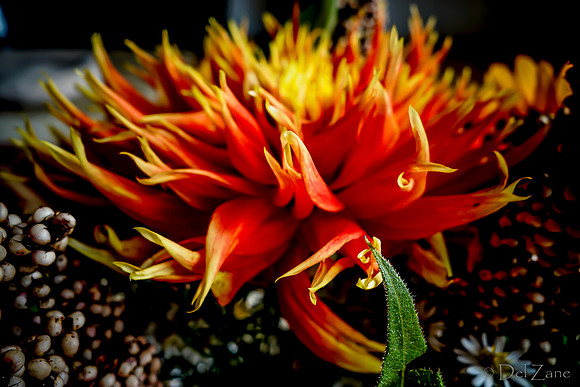 09-21 Bouquet Bokeh--14
