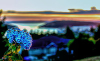 06-24 Hydrangea Sunset Bokeh TIFFs--2