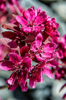 Early Garden Bloomers--2