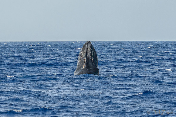01-28 Whales TIFFS--19