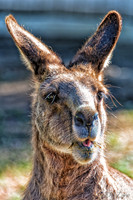 Bonorong Animals--5