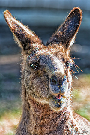 Bonorong Animals--5
