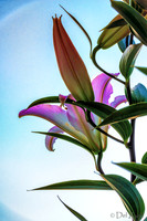 07-22 Lillies Tiffs--3