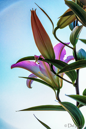 07-22 Lillies Tiffs--3