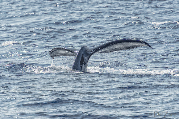 01-28 Whales TIFFS--49