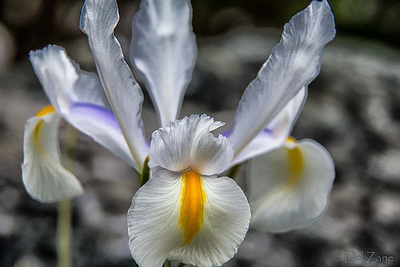 04-28 Macro 36mm 28-300mm D600 Flowers--9