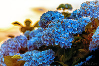 06-24 Hydrangea Sunset Bokeh TIFFs--9