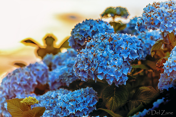06-24 Hydrangea Sunset Bokeh TIFFs--9