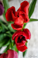Multi-color Tulips--18