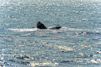 01-28 Whales TIFFS--6