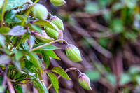 04-28 Macro 36mm 28-300mm D600 Flowers-4