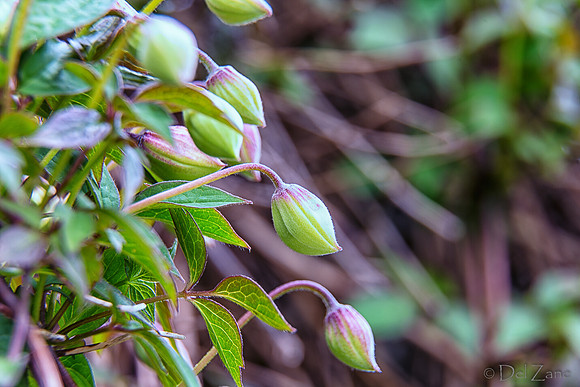 04-28 Macro 36mm 28-300mm D600 Flowers-4