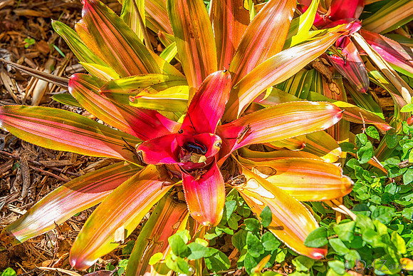01-23 Kula Botanical Gardens TIFFs--32