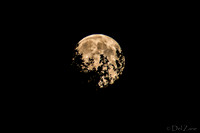 08-10 Super Moon Tiffs--4