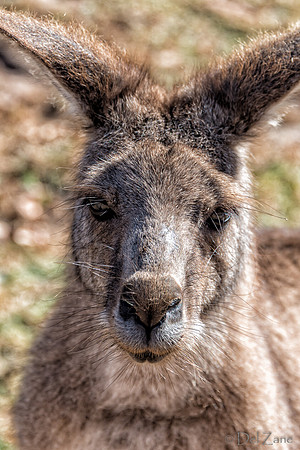 Bonorong Animals--24