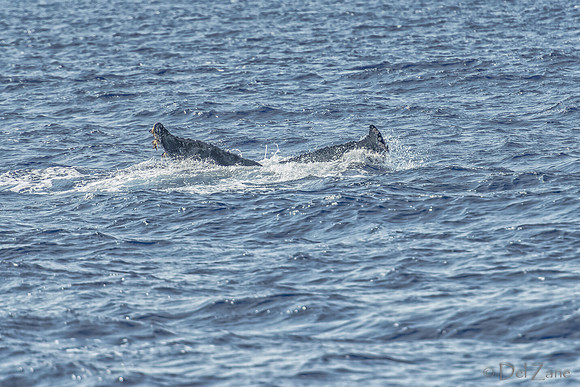 01-28 Whales TIFFS--44