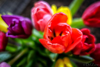 Multi-color Tulips--17