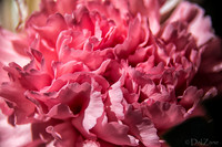 05-03 Macro All 28-300mm D600 Bouquet--8
