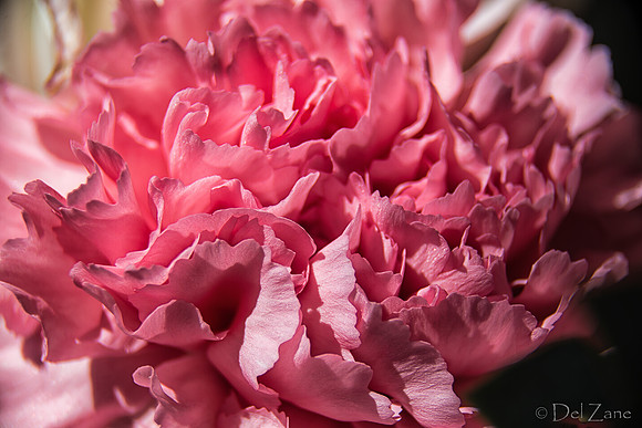 05-03 Macro All 28-300mm D600 Bouquet--8