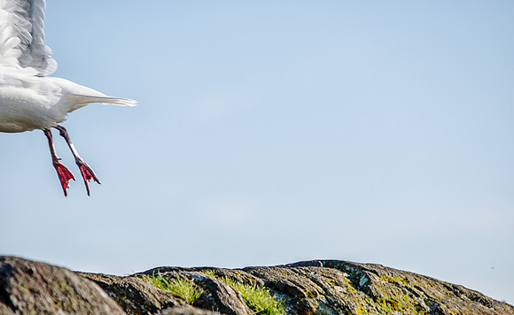 03-24 HamBone Seagull-7