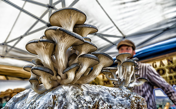 Memorial Day 2012, Farmers Market-39