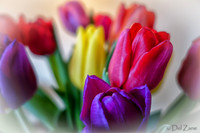 Multi-color Tulips--7