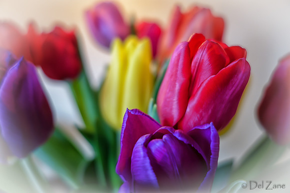 Multi-color Tulips--7