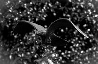 Bronze Eagle-6