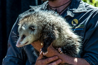 07-20 Misc Animals_reptiles--5