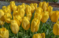 04-08 Tulips and Kites TIFFs--6