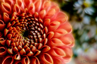 09-21 Bouquet Bokeh--12