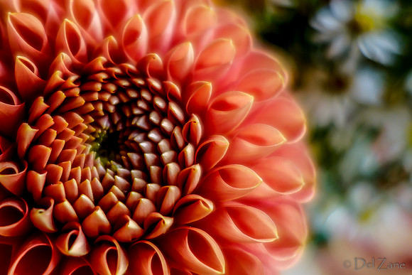 09-21 Bouquet Bokeh--12