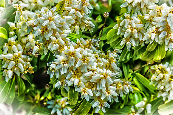 Early Spring Blooms-13