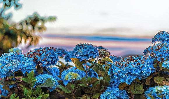 06-24 Hydrangea Sunset Bokeh TIFFs--11