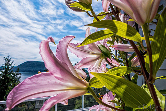 07-21 Lillies TIFFs--16