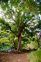 Iao Valley State Park-5